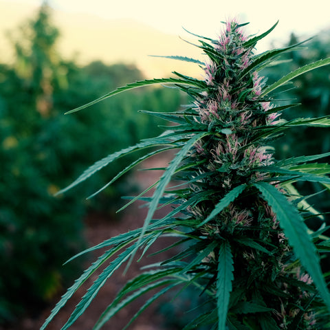 Fiore di cannabis