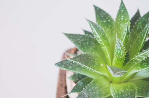 aloe plant