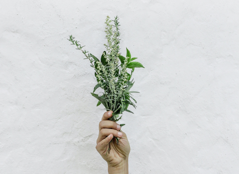 Hand holding a bundle of herbs