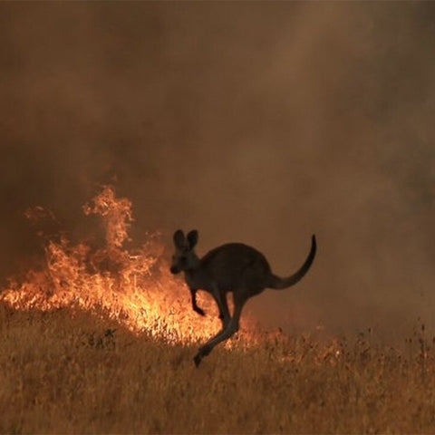 Ein Kanguru läuft von einem Buschfeuer weg. Das Feuer breitet sich rasend schnell auf dem strohtrockenem Feld aus.