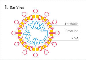 Das Coronavirus ist von einer Fetthülle mit Proteinen umgeben. Im Innenteil liegt die RNA (Erbsubstanz).
