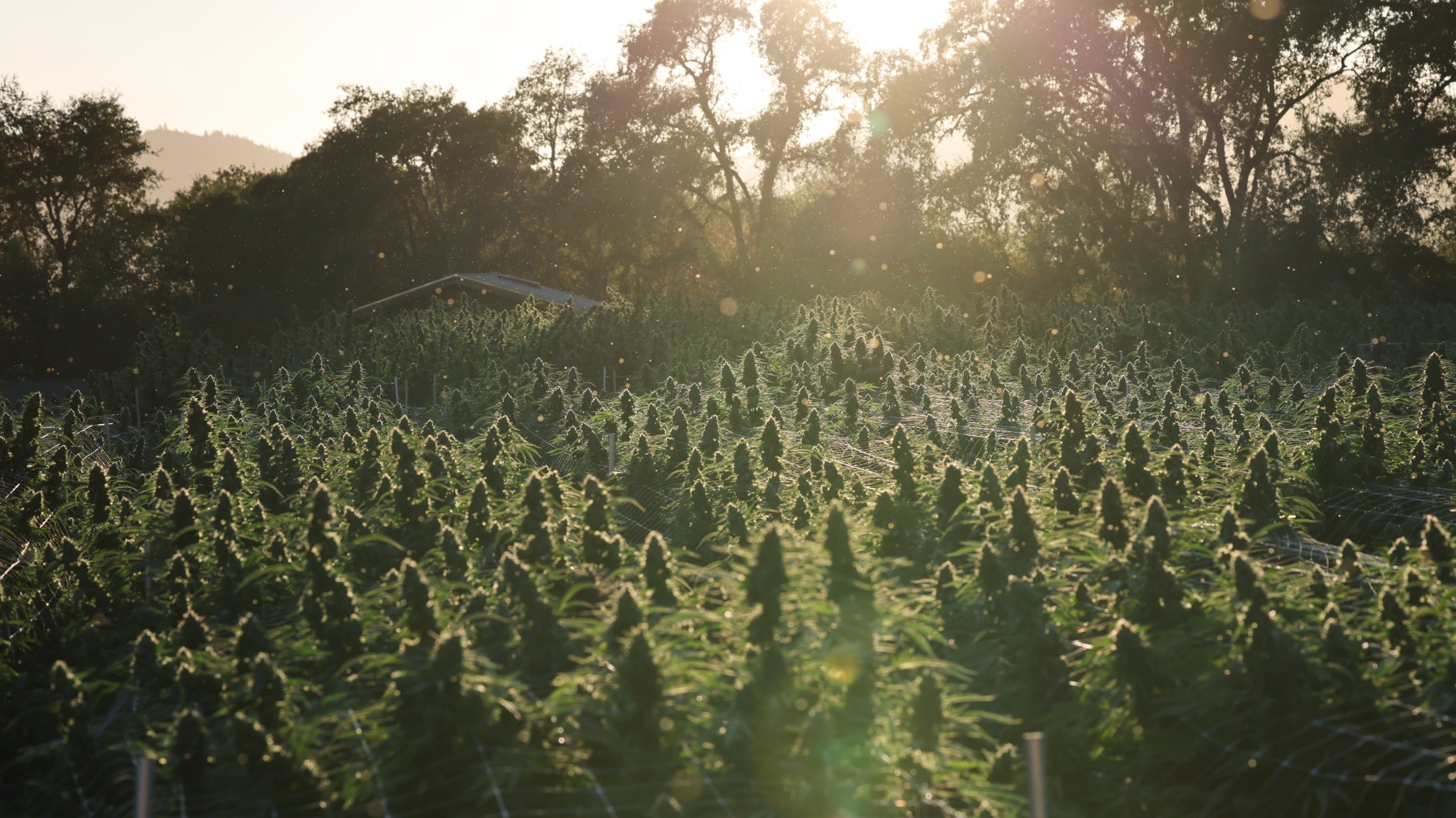 Is cannabis legaal in de VS? Waar, wanneer en waarom