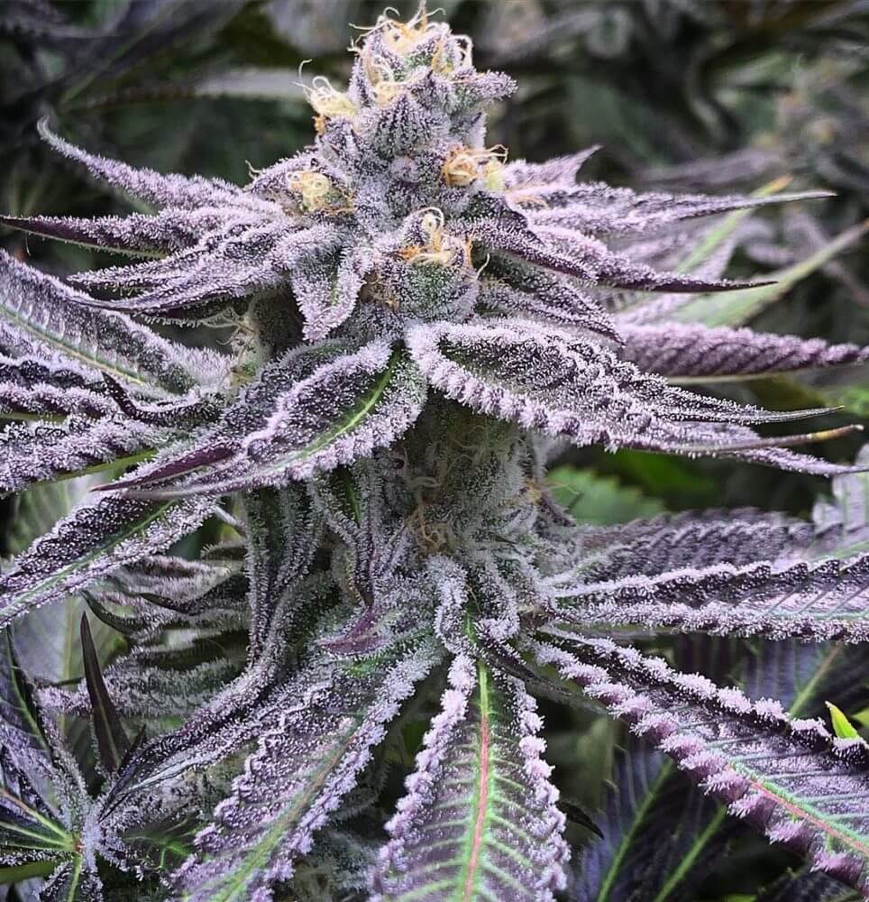 Variedad de cannabis Purple Punch: una inmersión profunda en su mundo dulce y sedante