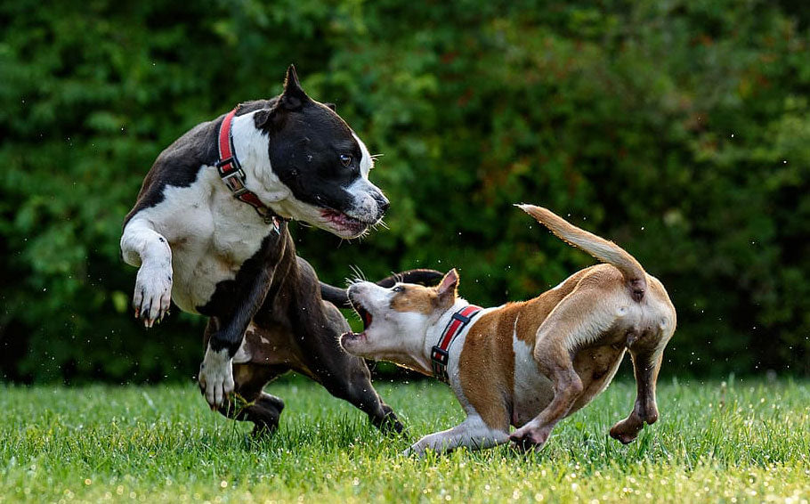 american-bully-jugando