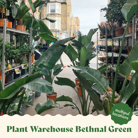 best houseplant stores in london plant warehouse
