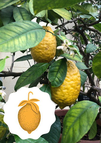 lemon fruit decoration