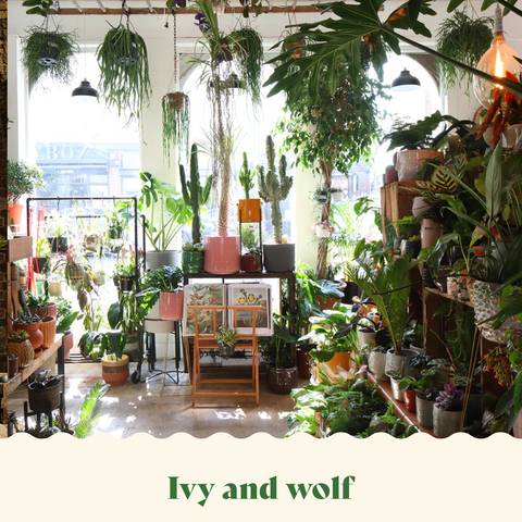 best house plant shops in london ivy and wolf