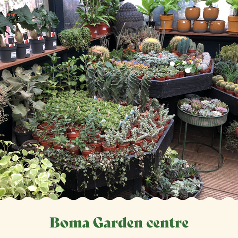 best houseplant shops in london Boma