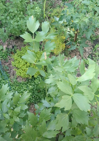 aimee's lovage plant in her garden