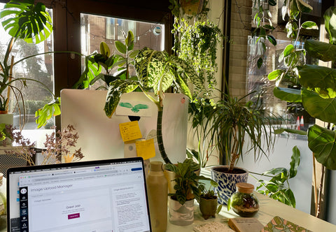 another studio workspace with sunny houseplants