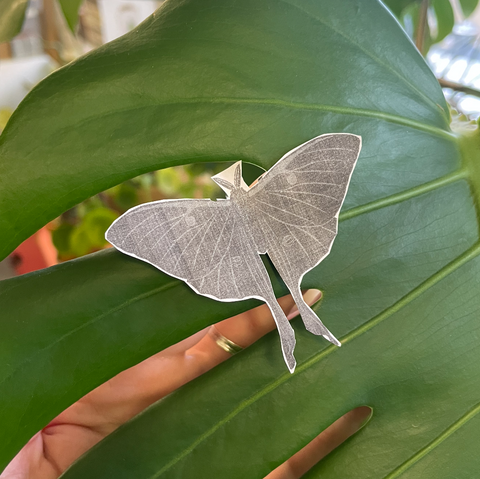 paper testing luna moth