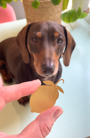 stanley sausage dog with lemon fruit decoration