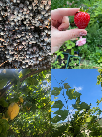 our photos of fruit, grapes, strawberry, lemon and vines