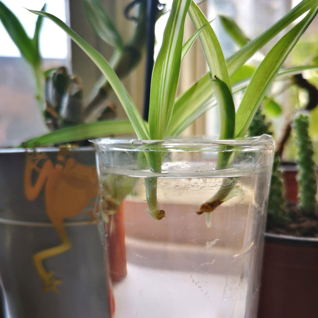 how to propagate a spider plant