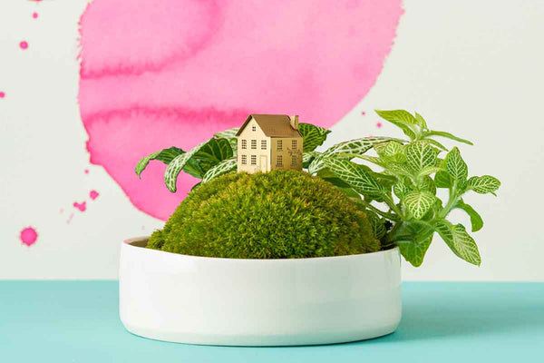 Terrarium in an opaque bowl 