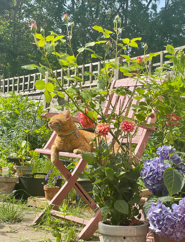 summer garden with rupert the cat