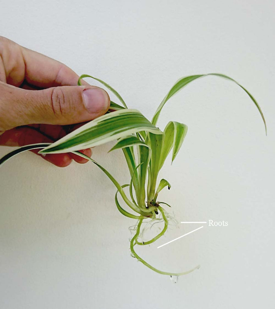 propagating a spider plant