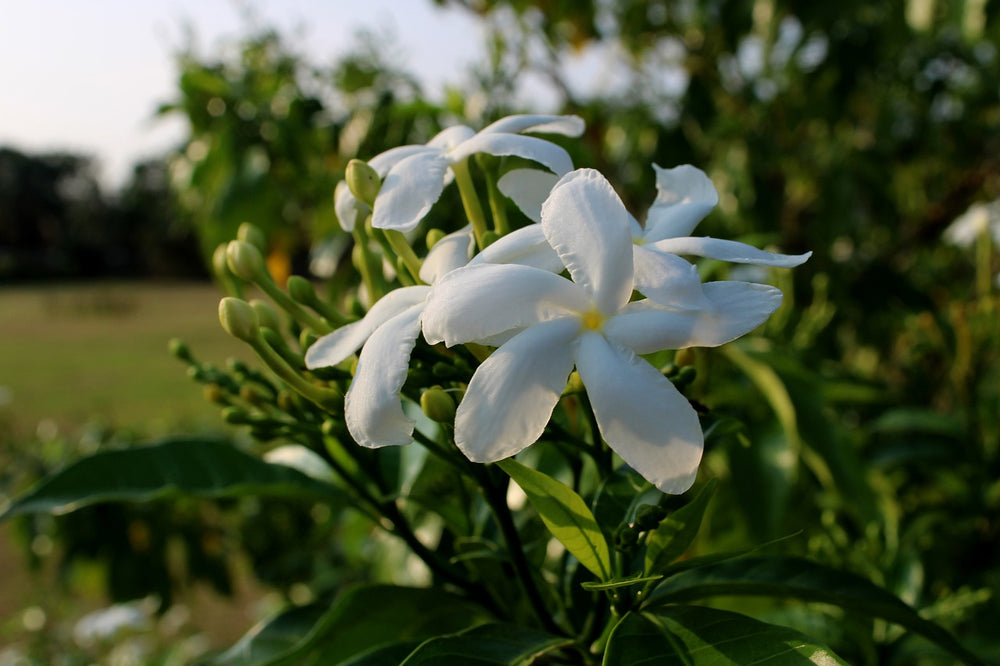 jasmine flower plant