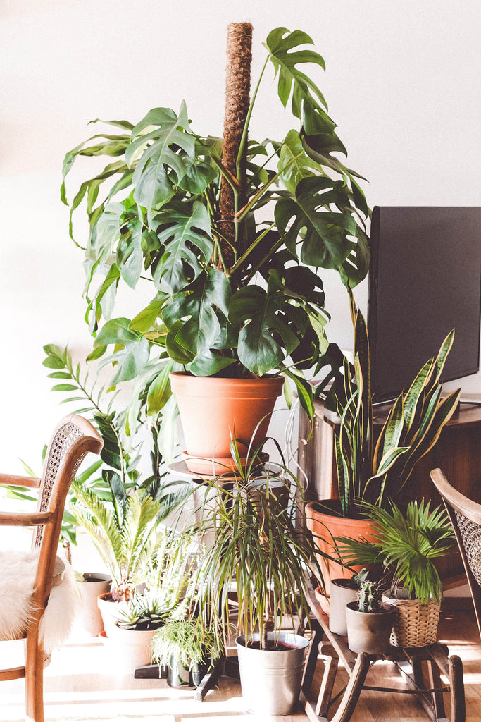 Home Detox Pflanzen