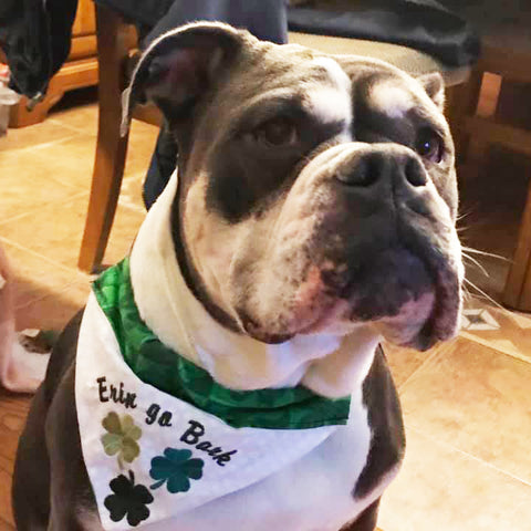 St. Patrick's Day Bandana