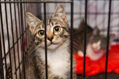 Little kittens in a cage of a shelter