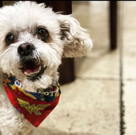 Wonder Woman Bandana