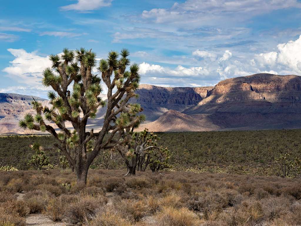 Desert Vibes - the SmithHonig summer road trip. Vintage items aren’t just for mid-century lovers or bohemian types, they can enhance the most traditional of interiors with a bit of zip, zing and history.