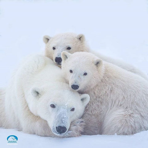 Bering and Polar Bear International