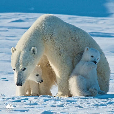 Bering Time has been supporting polar bear conservation since 2011