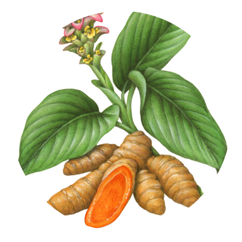 Le curcuma : une plante en or