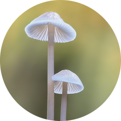 champignon beau et petit