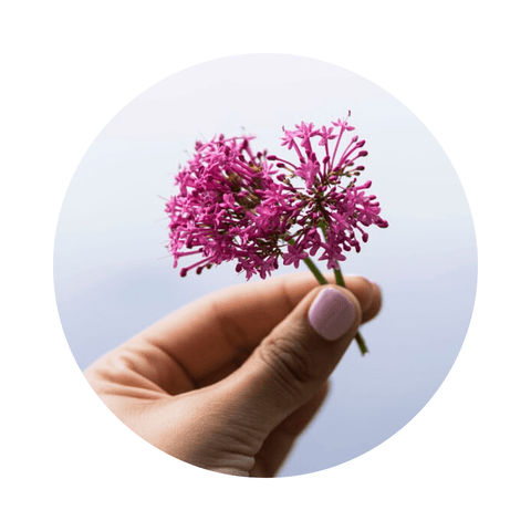 Fleurs de valériane