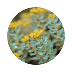 rhodiola photo ronde blog