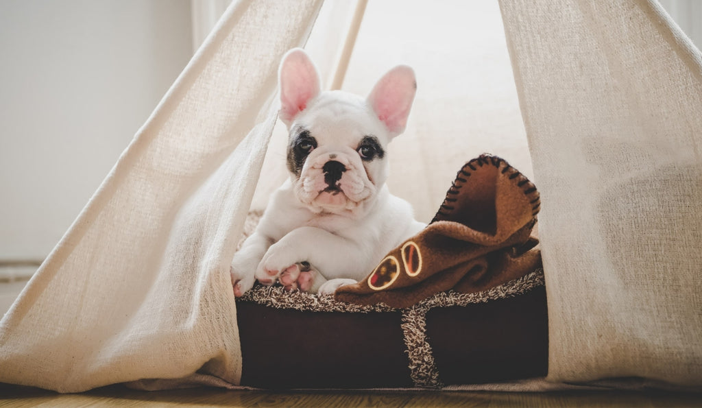 French Bulldog relaxing in a Dog Teepee from Estilo Living - Buy Dog Teepees Online & Other Pet Accessories