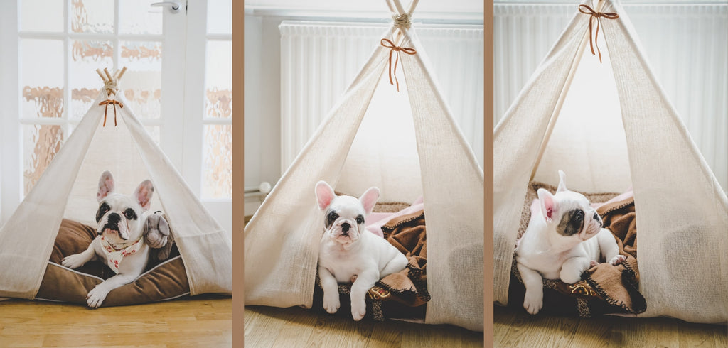 French Bulldog relaxing in a Dog Teepee from Estilo Living - Buy Dog Teepee Beds Online, Pet Teepees & Other Pet Accessories