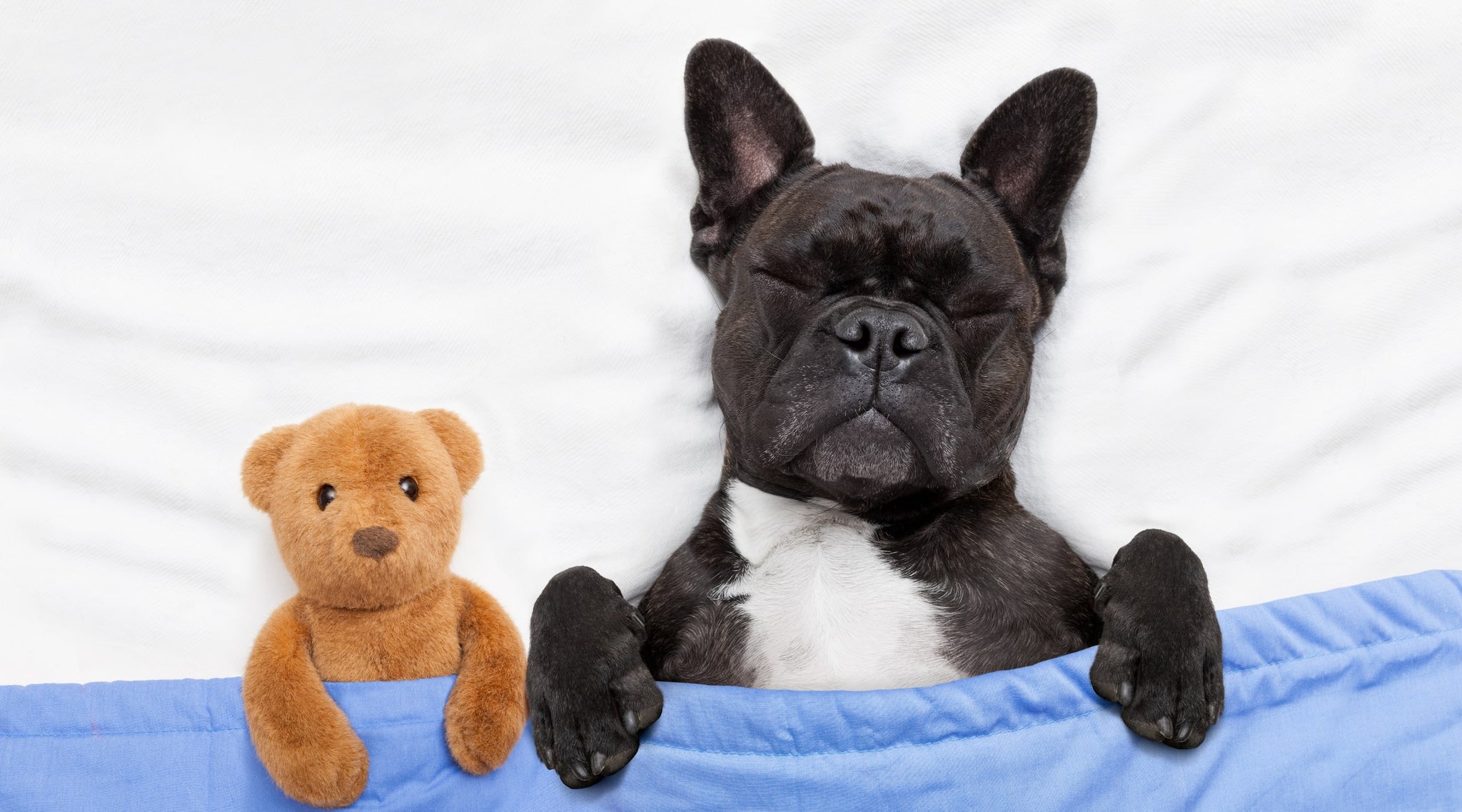 Pamper Your Pup The Hidden Health Benefits of Memory Foam Beds - Read Blog Now at Estilo Living!