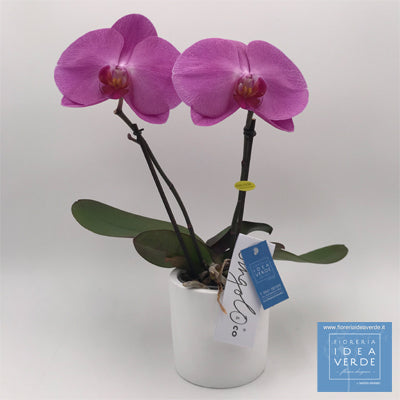 Orchidea Phalaenopsis Rimini consegna fiori rimini