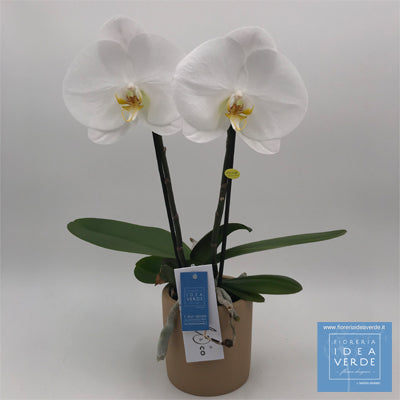 Orchidea Phalaenopsis Rimini consegna fiori rimini