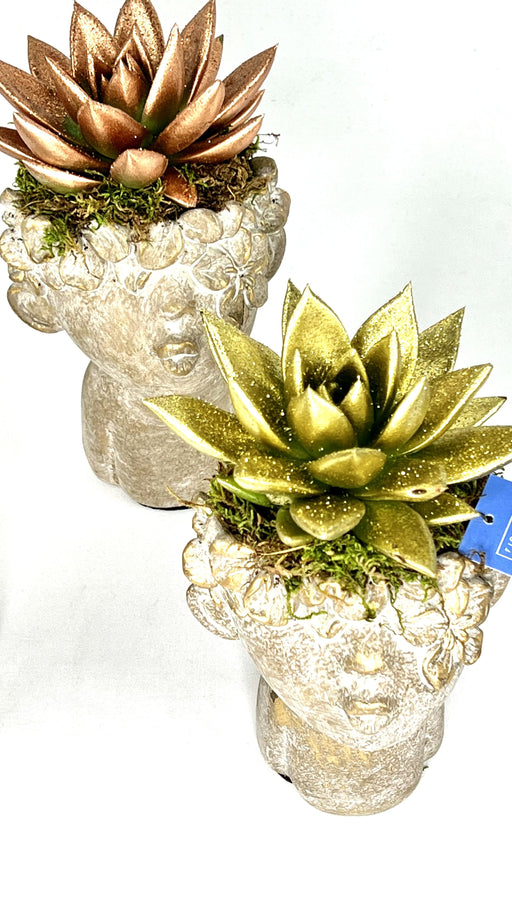 Testa in ceramica con pianta di Echeveria Agavoides