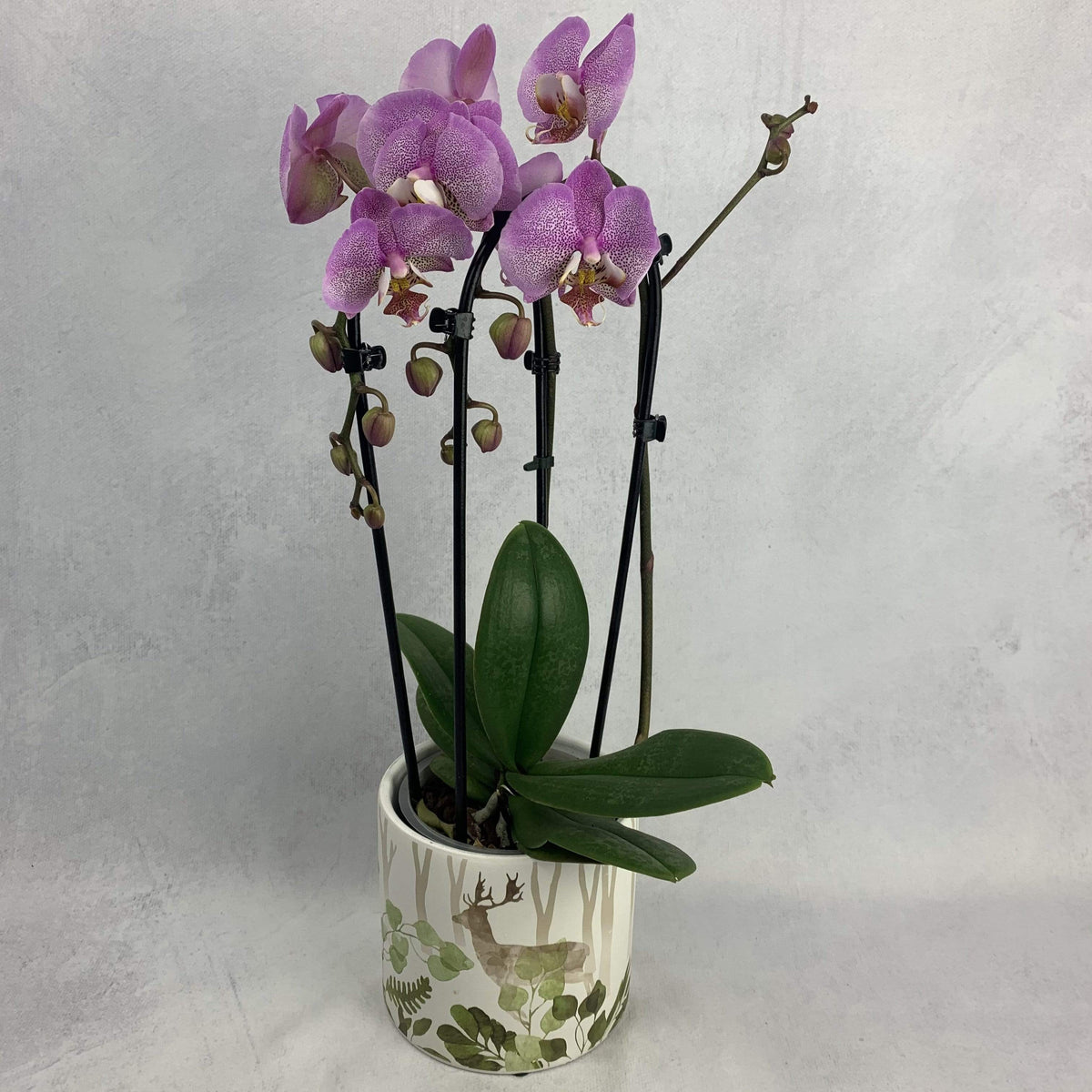 Phalaenopsis orchid 2 arched branches Pink / White 48 cm