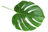 monstera leaf divider