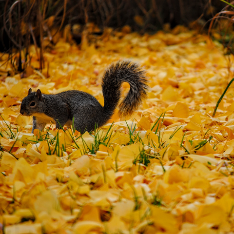 A squirrel surrounded by yellow fall leaves