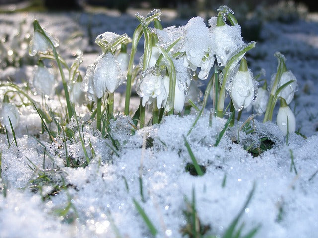 grass under snow