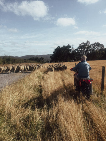 One of the Cooper's herds sheep on a moped.