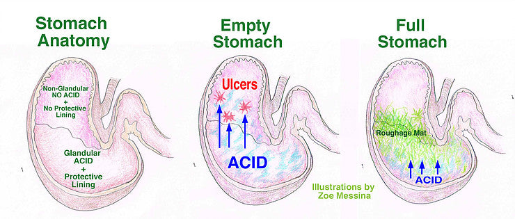 Stomach Anatomy - Ulcer Treatment for Horses