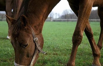 horse feeding