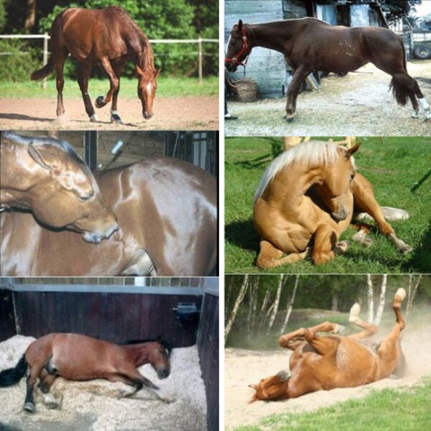 Horse Colic