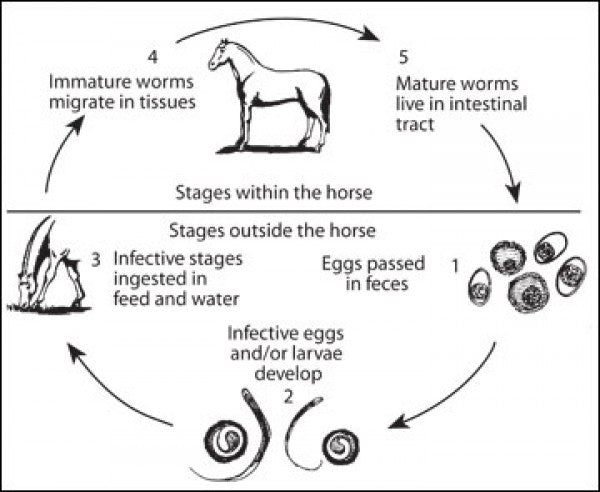 horse parasites life cycles