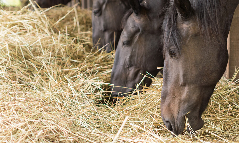 old horses