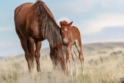 horse and foal health